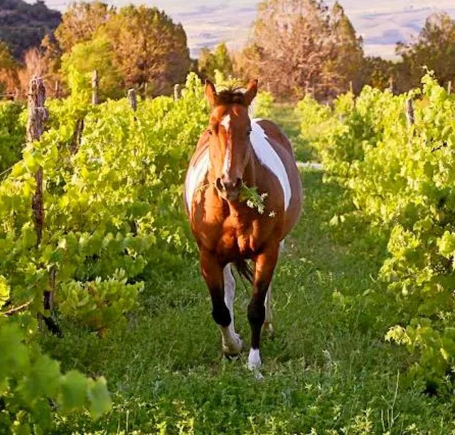 Horse in vineyard West Elks AVA